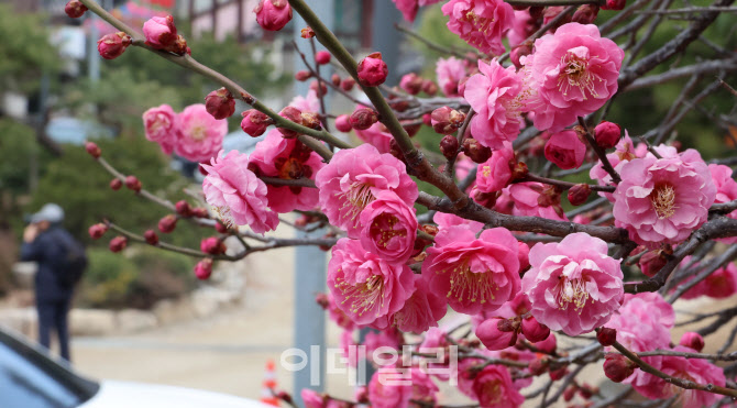 춘분에 활짝 핀 홍매화                                                                                                                                                                             