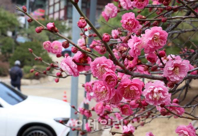 활짝 핀 홍매화                                                                                                                                                                                    