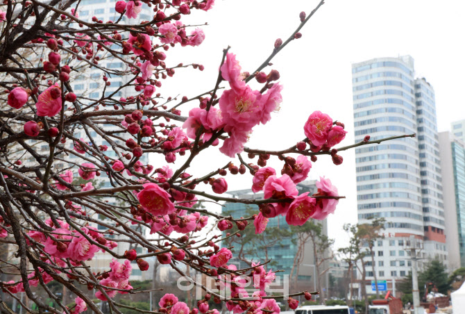 도심에 찾아 온 봄                                                                                                                                                                                 