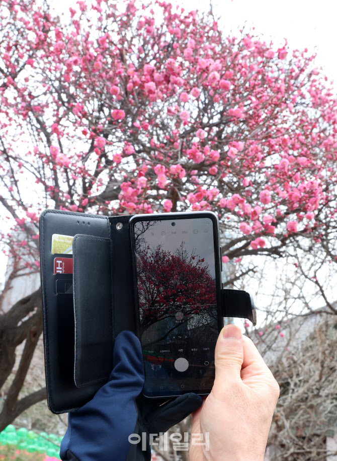 시민들 발길 사로잡는 홍매화                                                                                                                                                                       
