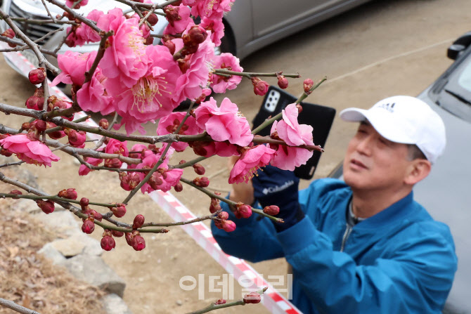 성큼 다가온 봄                                                                                                                                                                                    