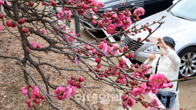 활짝 핀 홍매화                                                                                                                                                                                    