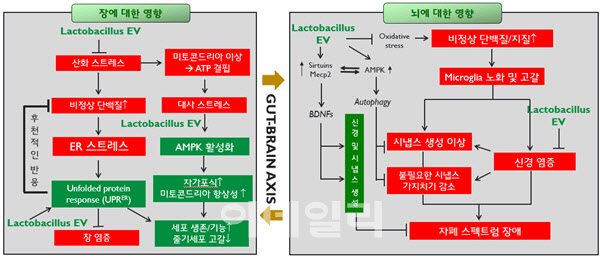 자폐증 근원 치료법 나왔다...이화여대·엠디헬스케어 연구진 - 뉴스 썸네일 이미지