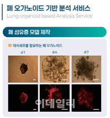 케이더블유바이오, 폐 오가노이드 기반 약물 분석 서비스 개시 - 뉴스 썸네일 이미지
