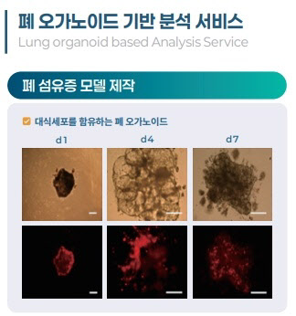 케이더블유바이오, 폐 오가노이드 기반 약물 분석 서비스 개시