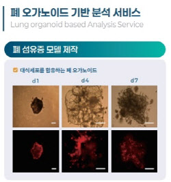 케이더블유바이오, 폐 오가노이드 기반 약물 분석 서비스 개시