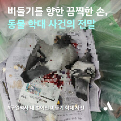 비둘기에 새총쏘고 목비틀어…“유해조수 논란”[댕냥구조대]