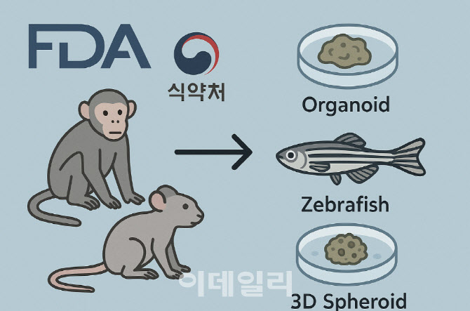 FDA·식약처도 "마우스 그만" 오가노이드가 바꾼 전임상 지도 - 뉴스 썸네일 이미지