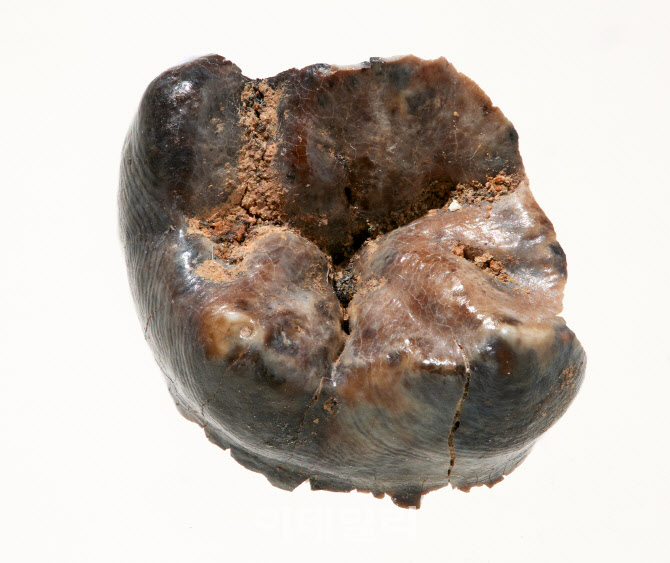  백제 삼근왕의 어금니                                                                                                                                                                             