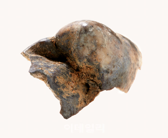  출토된 백제 삼근왕 어금니                                                                                                                                                                        