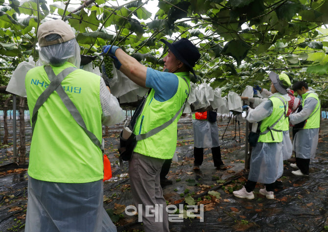  범농협, 한마음 농촌일손 집중지원                                                                                                                                                                 
