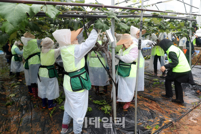  농촌봉사활동 참여한 농협 임직원