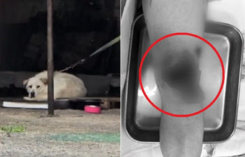 “떨어진 살점 먹어” 카센터 대형견의 공격…견주 “피해자 탓”