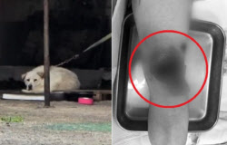 “떨어진 살점 먹어” 카센터 대형견의 공격…견주 “피해자 탓”