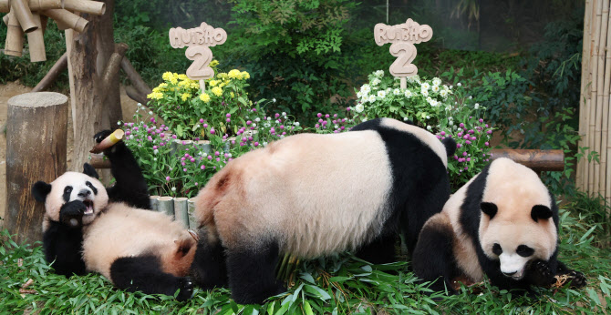 에버랜드, 쌍둥이 아기 판다 두돌 생일 잔치 열어                                                                                                                                                    