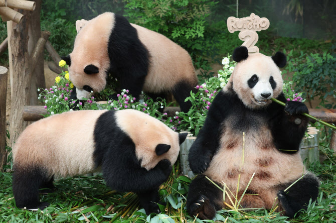 '루이바오·후이바오, 생일 축하해'                                                                                                                                                       