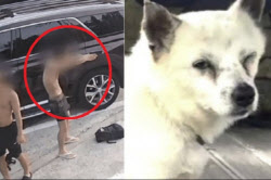 비비탄 맞은 반려견 안구 적출했는데…“경찰은 정보유출” 호소