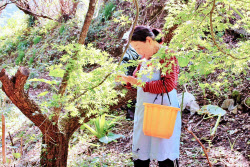 &apos;&apos;나뭇잎&apos;&apos; 한 장이 일본 산골 마을을 바꿨다[여행]
