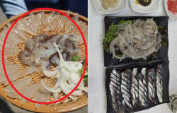 “2마리에 5만 6000원”…속초 오징어 난전, 이번엔 바가지 요금?