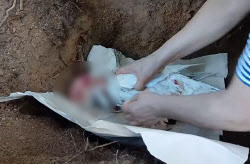 "둔기에 맞아 죽어"…학대 당했던 삼성천 오리, 사체로 발견