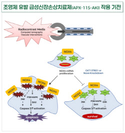 압타바이오, 급성신손상 예방약 내년 기술이전 자신