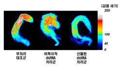 제놀루션, 꿀벌 노제마병 억제 기술 개발… SCI급 국제학술지 게재