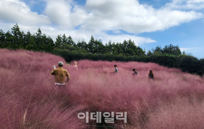 가을하늘과 핑크뮬리                                                                                                                                                                               