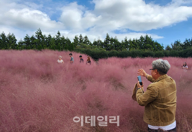 제주 가을하늘과 핑크뮬리                                                                                                                                                                          