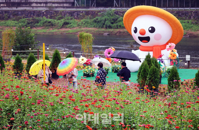  2025 평창 백일홍축제                                                                                                                                                                             