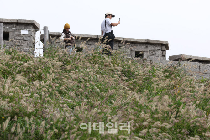 억새밭에서 사진찍는 시민                                                                                                                                                                          