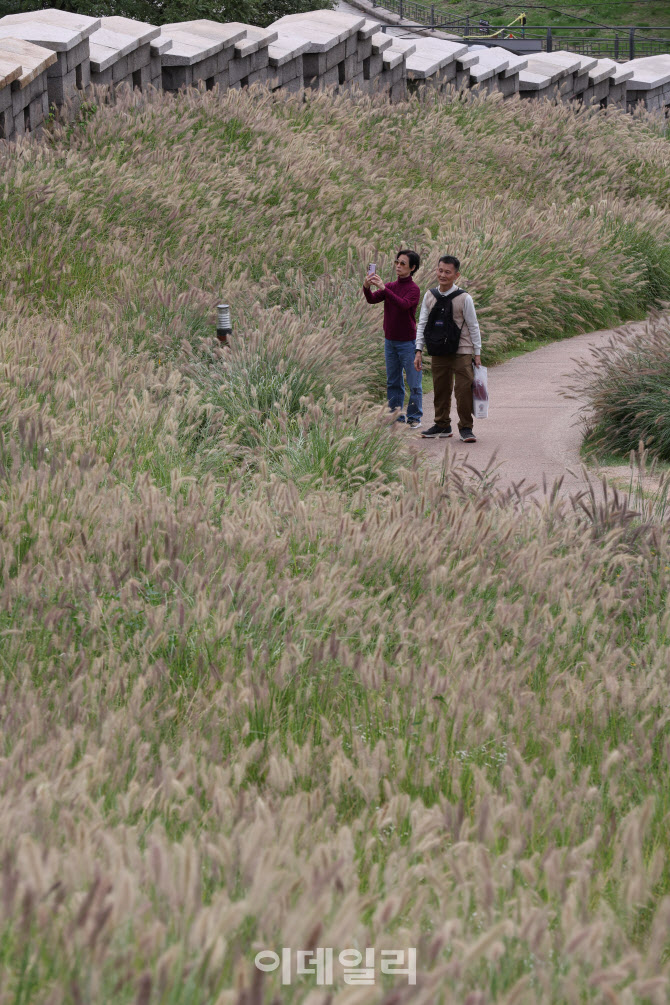 가을을 알리는 은빛 물결                                                                                                                                                                           