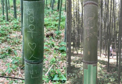 “형우♡수빈 누구야”…日 교토 명소 대나무숲, 낙서로 벌채 검토