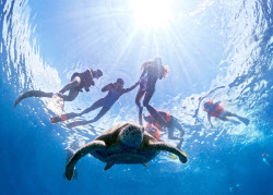 [포토]바다거북이의 천국 인도네시아 마나도에서 다이빙을 즐겨보세요                                                                                                                                       