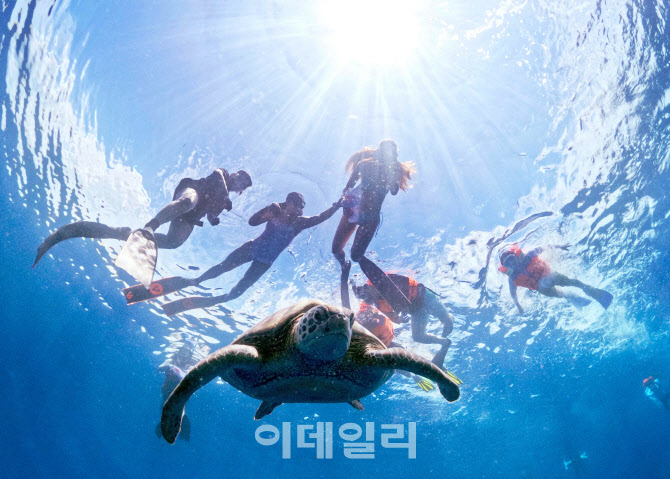 바다거북이의 천국 인도네시아 마나도에서 다이빙을 즐겨보세요 