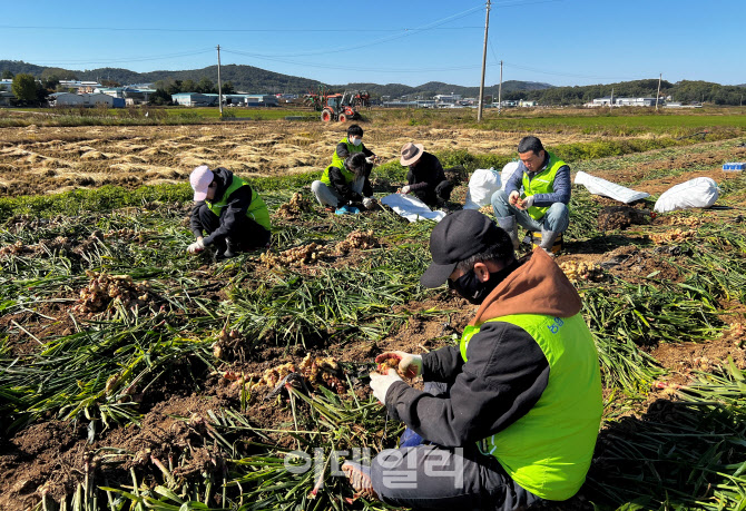 [포토] 농협 축산경제, 농촌 봉사활동