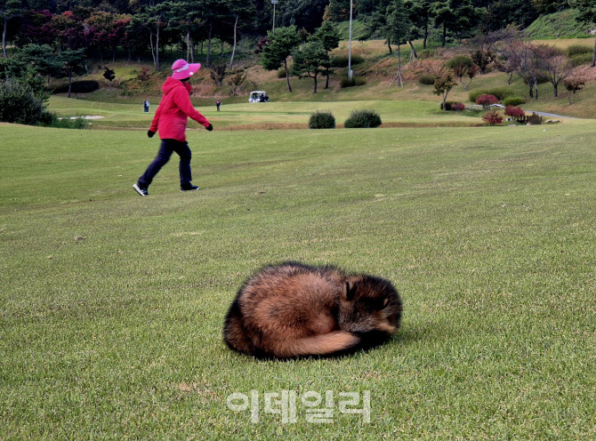 [포토] 낮잠자는 너구리