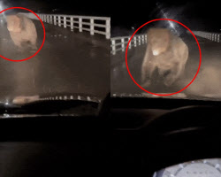 “입 벌린 채 돌진”…차 습격하는 ‘거대 곰’ 포착 (영상)