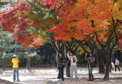 [포토] 덕수궁의 가을                                                                                                                                                                                    