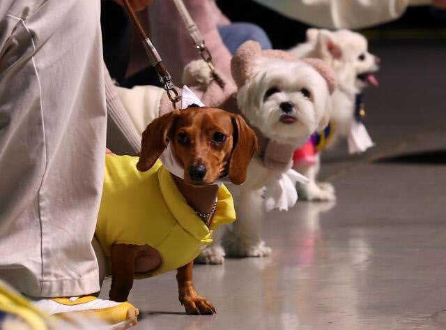 '1500만' 반려인 잡아라...펫코노미 스타트업 고속 성장 - 뉴스 썸네일 이미지