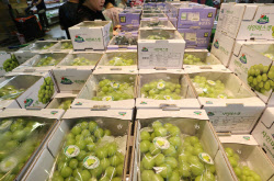 “3만원 넘었었는데…” 샤인머스캣, 제일 싼 포도 됐다