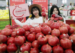 [포토] 겨울의 시작을 알리는 과일 '석류'                                                                                                                                                       