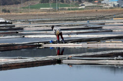 '신안 염전노예' 美 대사관이 조사 나서...'나라 망신'