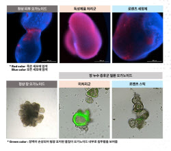 오가노이드사이언스, 국내 최초 ‘NAMs 인증 시험기관’ 선정
