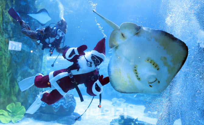 아쿠아리움에 나타난 수중 산타와 루돌프                                                                                                                                                            