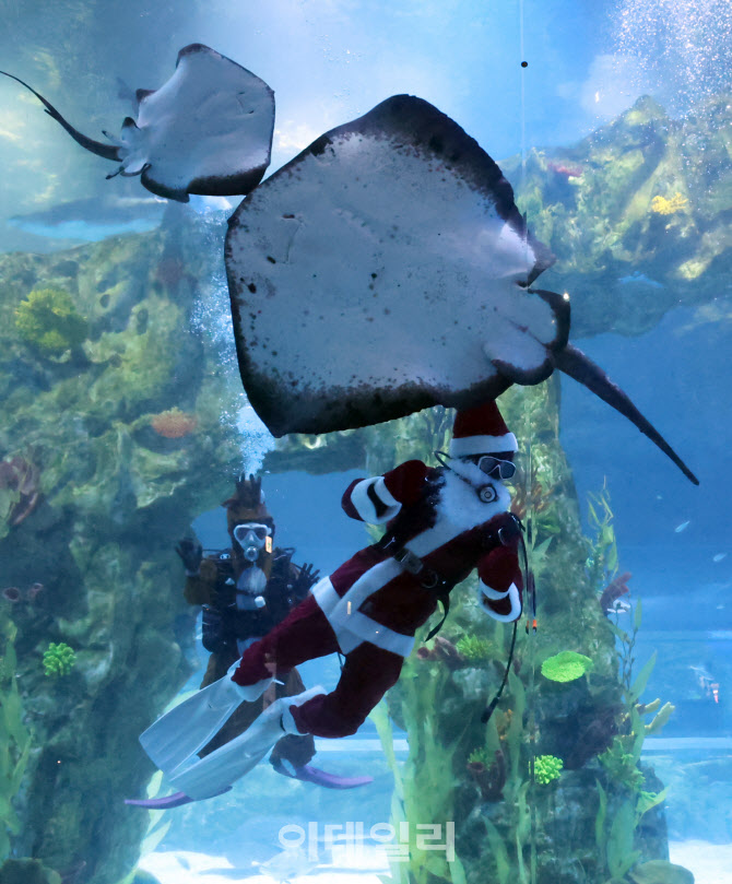 관람객 향해 인사하는 수중 산타와 루돌프                                                                                                                                                           