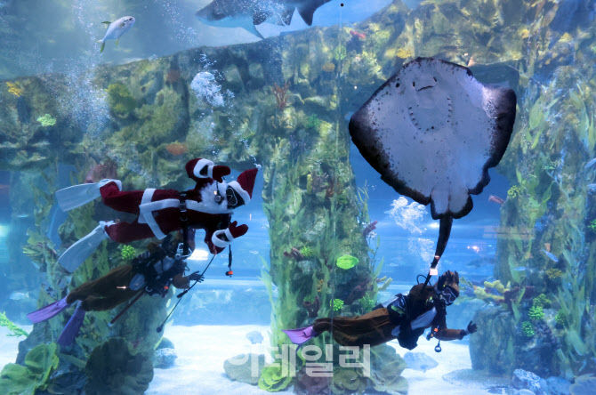 인사하는 수중 산타와 루돌프                                                                                                                                                                       