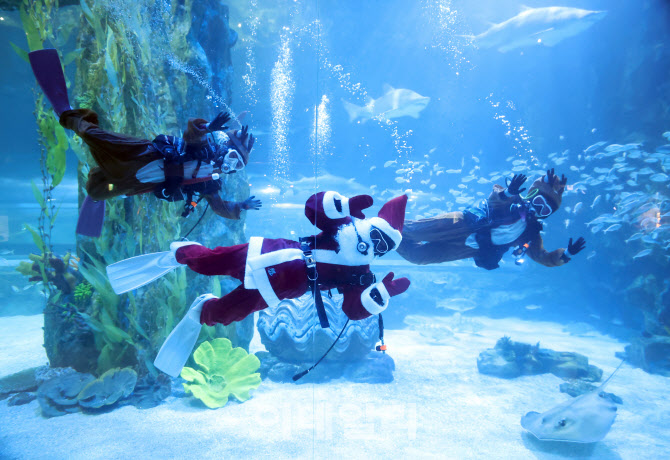 수중에서 전하는 메리크리스마스                                                                                                                                                                    