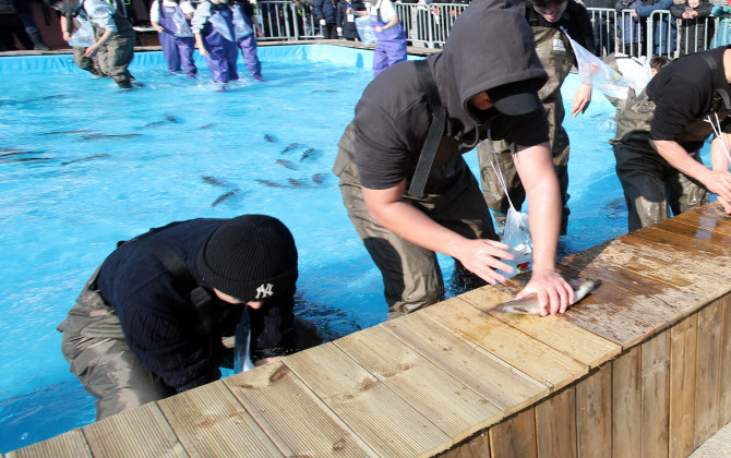  홍천강 꽁꽁축제 '송어 맨손잡기' 체험                                                                                                                                                   