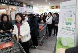 [포토] 제주 달코미 양배추 공동구매                                                                                                                                                                      