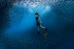 세부 남부서 고래상어와 스노클링·· 이주 특별한 하루 [앋트립]